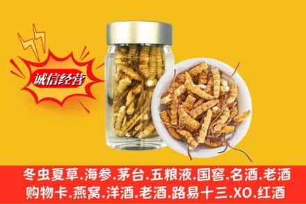 兴城市回收散虫草